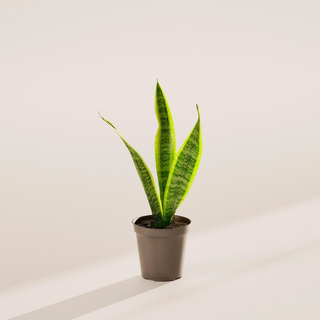 Snake Plant - Air Purifying House Plant -3 Snake Plant - Air Purifying House Plant -3