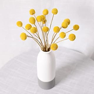 XIAOHONG 20Pcs Natural Craspedia Globosa Dried Flowers Yellow Billy Balls Bouquet Bundles, Dried Plant Flower Bunch for DIY Flower Arrangements Home Decor, Party, Wedding, Store