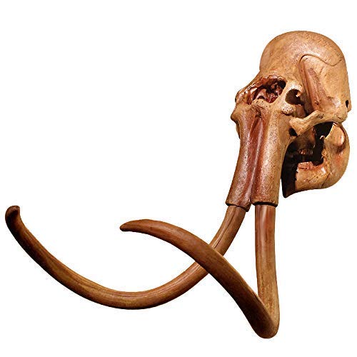 Amazon.co.jp: マンモスの頭蓋骨のレプリカの壁の彫刻の壁の装飾、剥製