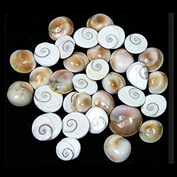 IndianStore4All 25 Pcs Gomti Chakra For Wealth, Health & Success