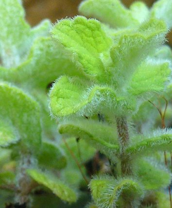 6 Atlas Mountain Mint Plug Plants *Perennial herb Plant* Fantastic Mints, Delivered to Your Door. Start Your herb Garden Now. Grow Your own. Herbs Online Newlands Nursery