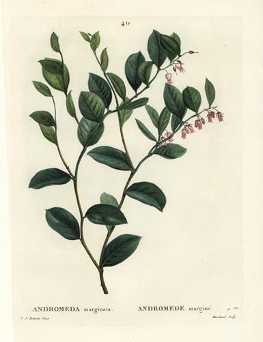 Affiches et gravures Pierre Redouté pour créer une ambiance nature dans votre salon