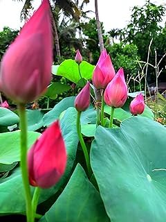 Image of Very Beautiful All Season Pink Water Lotus(Pack Of-1) /Water Kamal /Water Lily Plant (TUBER) Original Hybrid Veriety Blloming With In 30 Days For Outdoor & Indoor Live Plant.