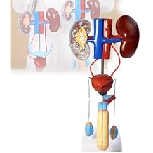 Male Urinary System Model, Genital Organ Anatomy Model, with Kidneys, Ureters, Removable Bladder, Realistic Appearance, Life Size, for Medical Education and Study