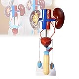 Modell Des Männlichen Harnsystems, Anatomiemodell Der Geschlechtsorgane, Mit Nieren, Harnleitern, Herausnehmbarer Blase, Realistische Darstellung, Lebensgroß, Für Die Medizinische Ausbildung Und Das