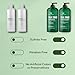 Botanic Hearth Tea Tree Shampoo And Conditioner Set | With 100% Pure Tea Tree Oil, For Itchy And Dry Scalp, Sulfate/Paraben Free | For Men And Women | 16 Fl Oz Each