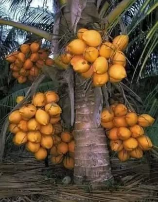 Cloud Farm Coconut Fruit Plant Dwarf Variety/Coconut Tree Huge Production Healthy Hybrid Plant CF_54 (B0BBSLZ1RC) Amazon Price History, Amazon Price Tracker