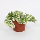 Tradescantia Albiflora 'Giant White Beach' Ø12cm – Hänge- & Zierpflanze – Breite grüne Blätter mit silberweißen Streifen – Zimmerpflanze 17cm