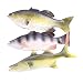 Enxee 3pcs Simulated Fish Model, Lifelike Pretend Play Fish Set for Kitchen Decoration Home Decoration Store Party Display Kids Teaching Learning Toy Tools Photography Props