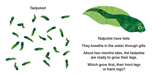 How Does a Tadpole Grow?: Life Cycles with The Very Hungry Caterpillar (The World of Eric Carle) - Image 4