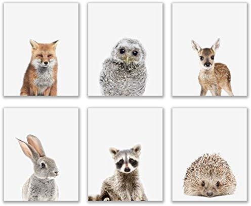 Crystal Canvas Baby Woodland Animals Poster Prints - Set of 6 (8x10) Adorable Furry North American Portraits Wall Art Nursery Decor - Owl - Deer - Bunny - Raccoon - Hedgehog - Fox