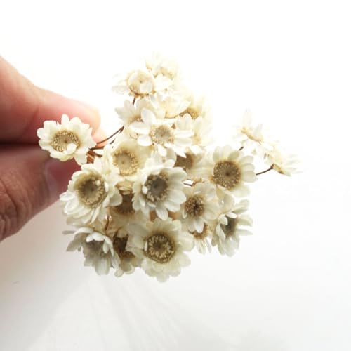 Ramo mini margaritas secas blancas 90 tallos miniatura 3