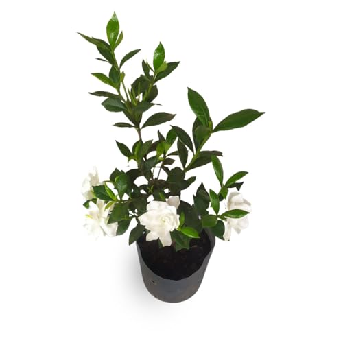 Muda de Mini Gardênia Flor Branca Perfumada