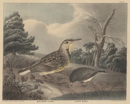 Affiche Impression Prints Toile Meadow Lark et Snow Bird Doughty Toile Murale Abstraite Salon