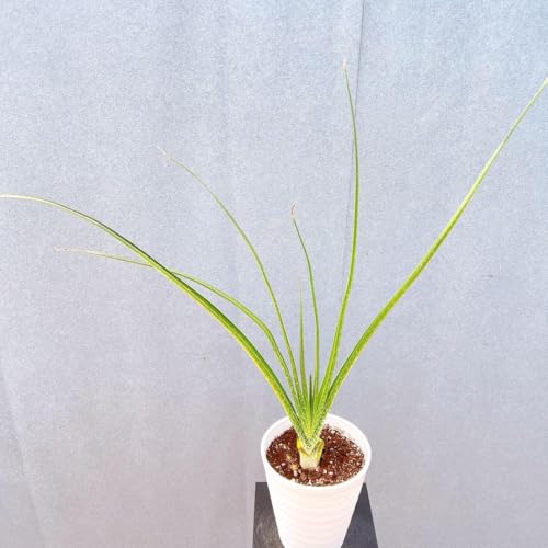 AG N[y[ A hCK[f CeAO[