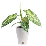 Costa Farms Xanthosoma, Elephant's Ear Live Plant in Self Watering Pot, Indoor Houseplant, Perfect for Home, Room, or Office Decor, Great House Warming or Birthday Gift, 12-18 Inches Tall