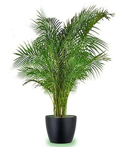 Grun Natural Plant Beautiful Green Areca Palm - Evergreen Look Indoor Office Plant (B093WL9XBT) Amazon Price History, Amazon Price Tracker