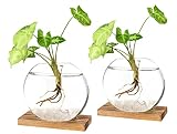 PACDONA Plant Propagation Station Tabletop Glass Planter Terrarium with Wooden Stand Round Hydroponi