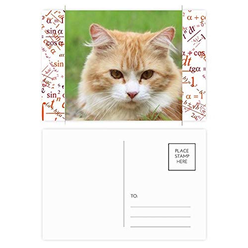 Cartes postales chat stare DIYthinker : lot de 20 cartes de remerciement rayures jaunes
