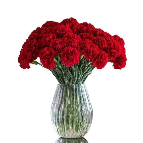 Ramo de Clavelinas Rojas Frescas con 50 Flores en Diseño Moderno y Elegante Ramo Clavel Premium