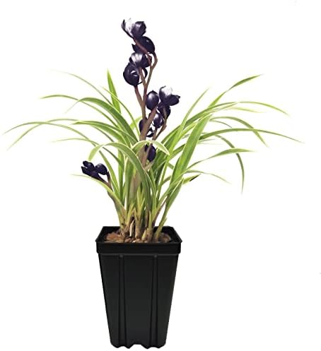 Live Indoor Orchids Plants, Rare Houseplants Cymbidium, Gardening Gifts for Women, Easy to Grow & Bloom, NOT in Bloom When Shipped (Black Demon)