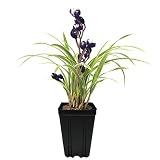 Live Indoor Orchids Plants, Rare Houseplants Cymbidium, Gardening Gifts for Women, Easy to Grow & Bl