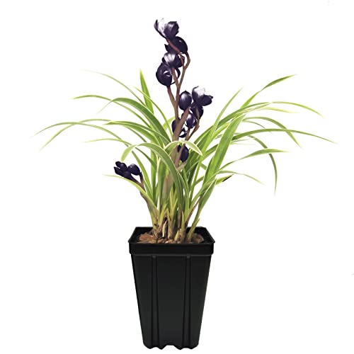 Live Indoor Orchids Plants, Rare Houseplants Cymbidium, Gardening Gifts For Women, Easy To Grow & Bloom, Not In Bloom When Shipped (Black Demon) #TOP4