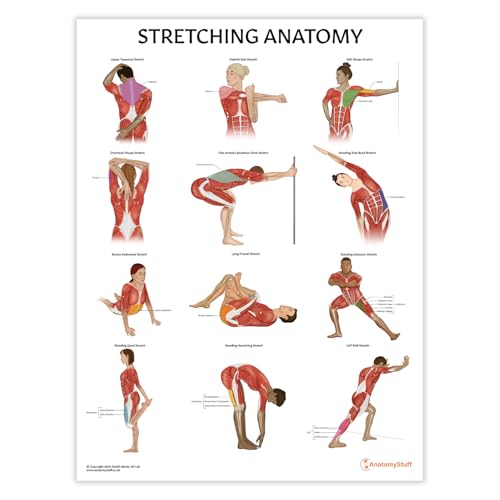 AnatomyStuff Poster con anatomia dello stretching, 45 x 60 cm, poster educazione fisica, diagramma di esercizi di stretching, poster in palestra
