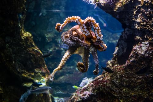 Commercial Octopus Farm Plans Withdrawn in Gran Canaria