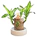 Brazilian Wood Plant, Brazil Lucky Wood Potted Plant with Decorative Tray and Doll, Easy to Care, Decor for Home and Office – Gift for Housewarming, Good Luck, and Prosperity