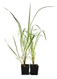 9GreenBox - Lemon Grass - 2 Pack