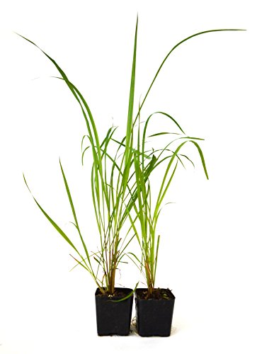 9GreenBox - Lemon Grass - 2 Pack