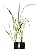 9GreenBox - Lemon Grass - 2 Pack