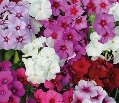 See full amazon price history chart for Green World PHLOX BEAUTY MIXED FLOWER SEEDS FOR KITCHEN GARDENING (100 seeds) Green World PHLOX BEAUTY MIXED FLOWER SEEDS FOR KITCHEN GARDENING (100 seeds) (B09KXYSLTR) Amazon Price History, Amazon Price Tracker