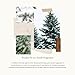 Thymes Frasier Fir 12