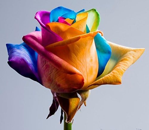 100+ Rare Rainbow Rose Flower Seeds Your Lover Multi-color Plants Home Garden