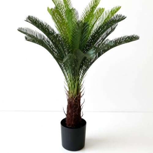 ソテツ 鉢植え」の人気商品一覧・価格比較 - 価格.com