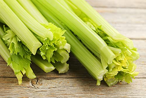 Golden Pascal Celery Seeds For Planting, 1000+ Heirloom Seeds Per Packet, (Isla's Garden Seeds), Non Gmo Seeds, Botanical Name: Apium Graveolens, Great Home Garden Gift #TOP3