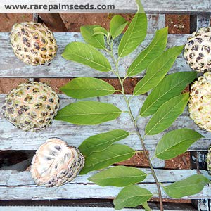Amazon | 【種子】Annona Squamosa ◇シュガーアップル◎バンレイシ