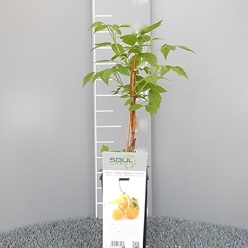 SAVINI VIVAI Planta de Frambuesa Amarilla Tardía, Plantas de Bayas Doradas del Everest, Árbol en Maceta, 11 x 11 cm Altura 50 cm