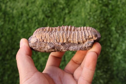 Image of Calymene Trilobite Flexicalymene Trilobite Ordovician Fossil Trilobites A217