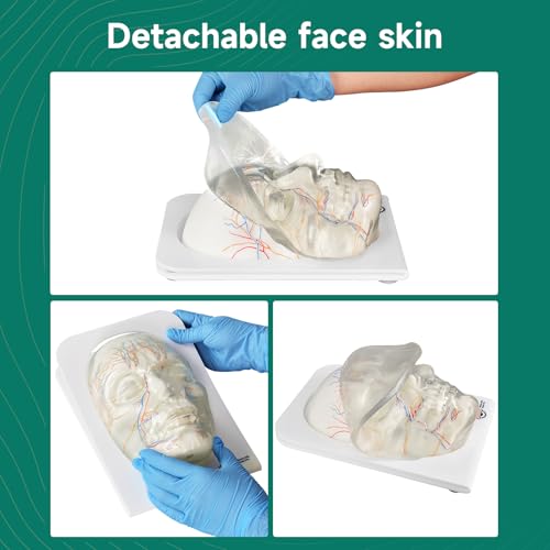 Image of Transparent Injection Face Model with Blood Vessels | Anatomical Injection Mannequin Face, Facial Injection Training Model for Estheticians, Medical Students, Detachble Face Skin