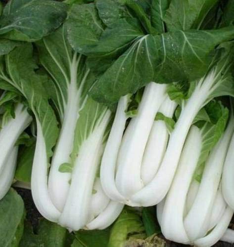 Pinkdose White PAK Choy Seed