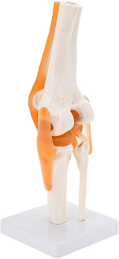 RH Enterprises- Human Knee Joint Model with Ligaments II Best Teaching Tool for Patient Education & Anatomy Study (B0CXMZP4JD) Amazon Price History, Amazon Price Tracker