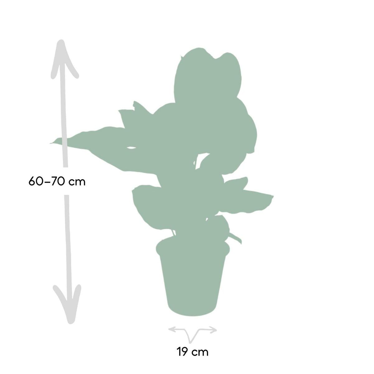 Calathea Ornata Zimmerpflanze Enthält Bewegliche Blätter, Pflegeleicht, Zimmerpflanzen, Wohnzimmer Pflanzen, Geeignet für Wohnzimmer Büro Balkon, Grün, Ø19cm 75cm