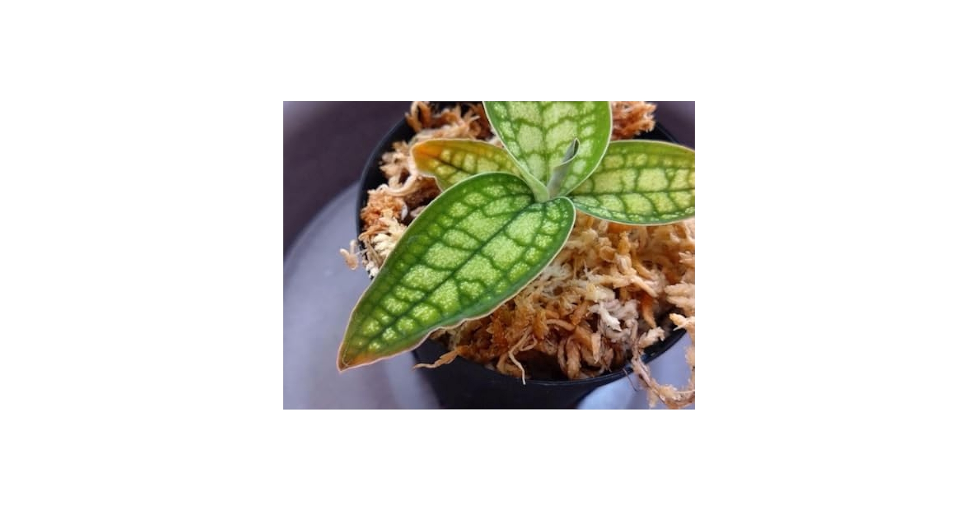 S*K様 ジュエルオーキッド Cystorchis Papua Green Ty m32716745810_1.jpg?1729249134
