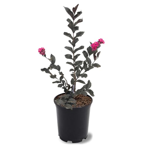 Generic Black Diamond Crape Myrtle Tree (Mystic Magenta, 1 gal.)