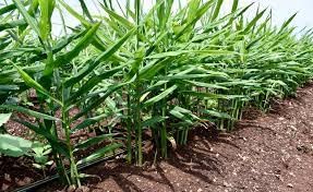 Ginger seeds for home garden,High germination rate (10 seeds) (B0CLYF5XN1) Amazon Price History, Amazon Price Tracker