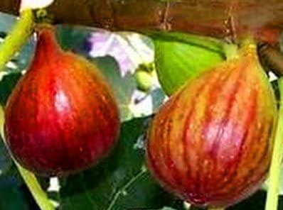 9 Fresh Brown Turkey Fig Unrooted Cuttings, 6-8" Long, Grow Your own Tasty figs