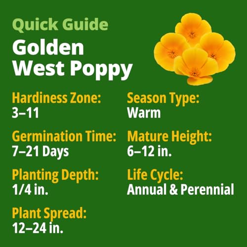 Image of HOME GROWN California Poppy Golden West Seeds, 6000 Spring Flower Seeds for Planting 2026, Perennial Poppy Seed for Planting Outdoors, Herb Seeds (Eschscholzia californica)